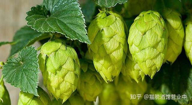 啤酒中的啤酒花是什么植物?