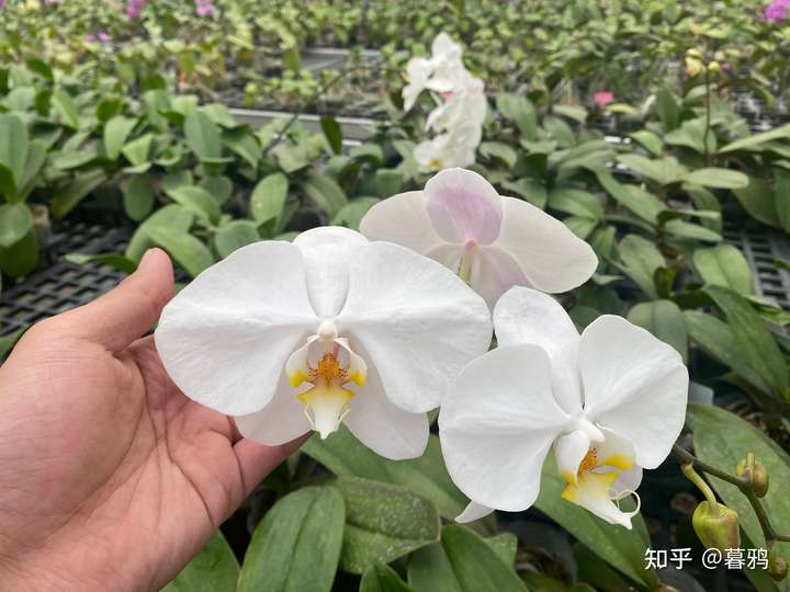 蝴蝶兰经典白色杂交种 phal. sogo yukidian 'v3'