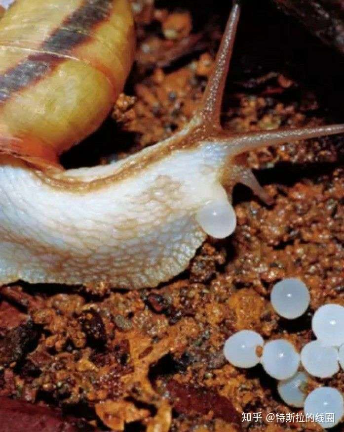 蜗牛的壳是如何生长的,其生物学机制是什么?