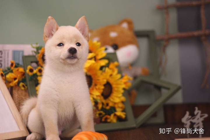 锋尚犬舍 柴柴犬舍咨询@我 feng-shang-59 柴犬,在中国是非常火爆的