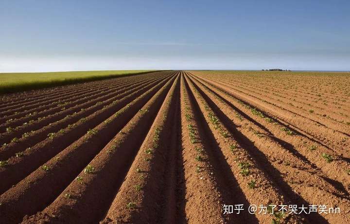 顾名思义,顺坡垄就是顺应斜坡走向纵向起垄.