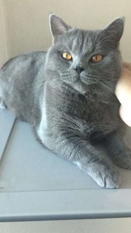 近两岁的蓝猫为什么不发腮?