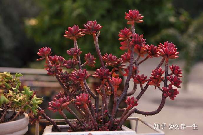 红稚莲,是景天科拟石莲花属的多肉植物.