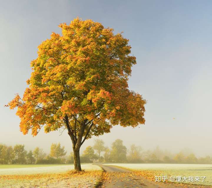 我想做一棵秋天的树