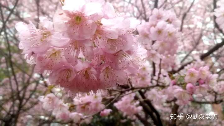 老刀：谁欠李文亮一晚霓虹相送？【封城笔记】