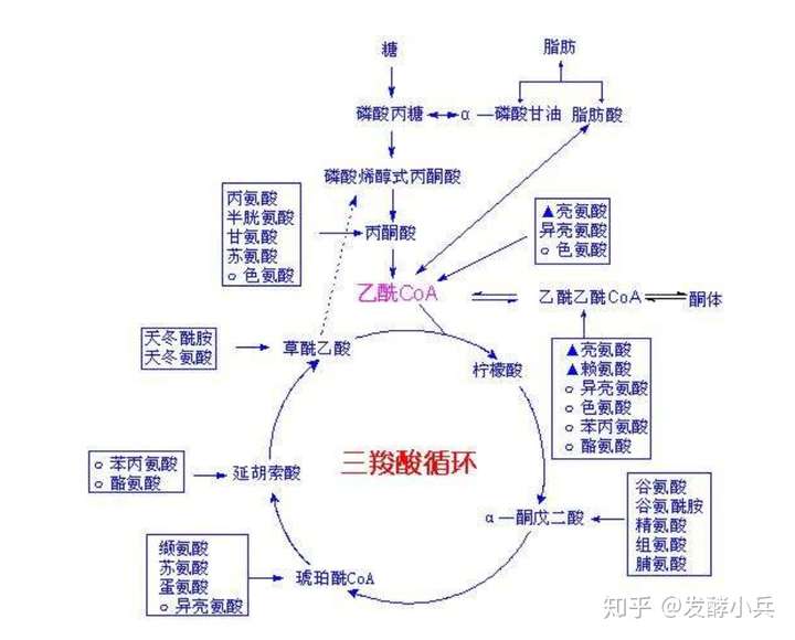 2,三羧酸循环是糖,脂,蛋白质,甚至核酸代谢,联络与转化的枢纽.