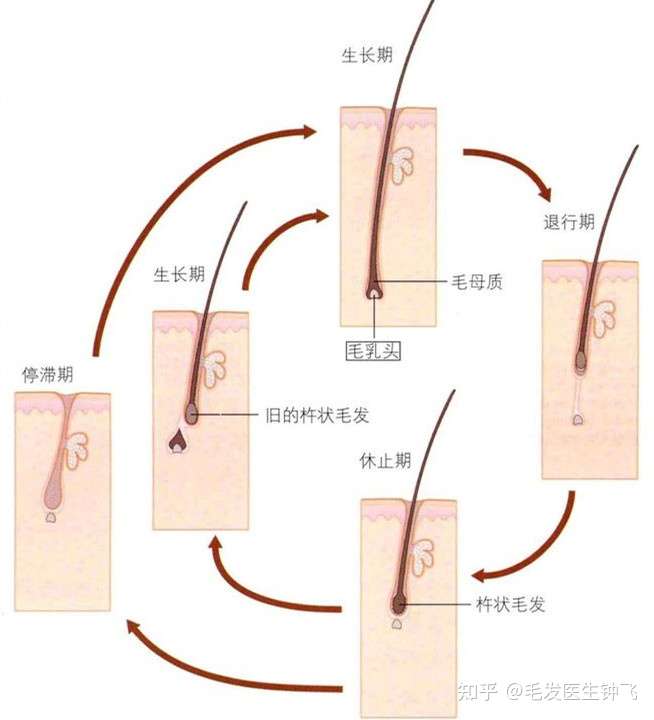 头顶头发有很多很短很细小的毛发 一直长不长,这些毛囊是萎缩了还是