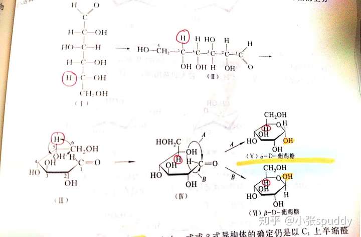 可以理解为在haworth透视式中,向上的键在他的 费歇尔投影式(Ⅰ)中