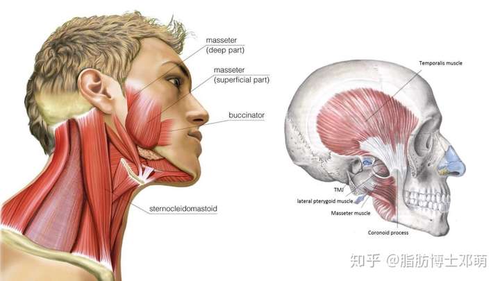 咬肌大跟什么有关系?怎样可以使咬肌变小?