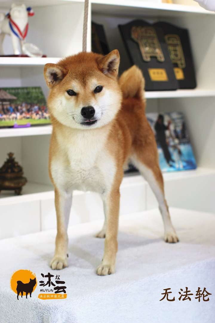 想知道这只柴犬品相怎么样,合适就收了 50天左右?