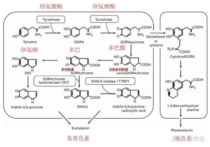 黑色素生物合成途径