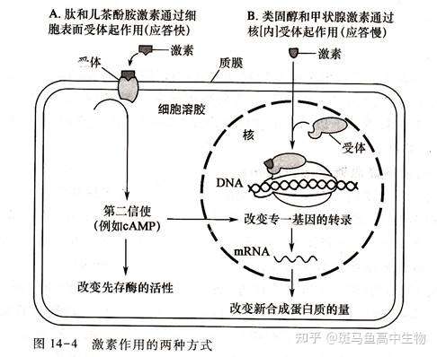 的受体存在的部位,可以将受体分为 细胞膜受体(也叫细胞表面受体)和