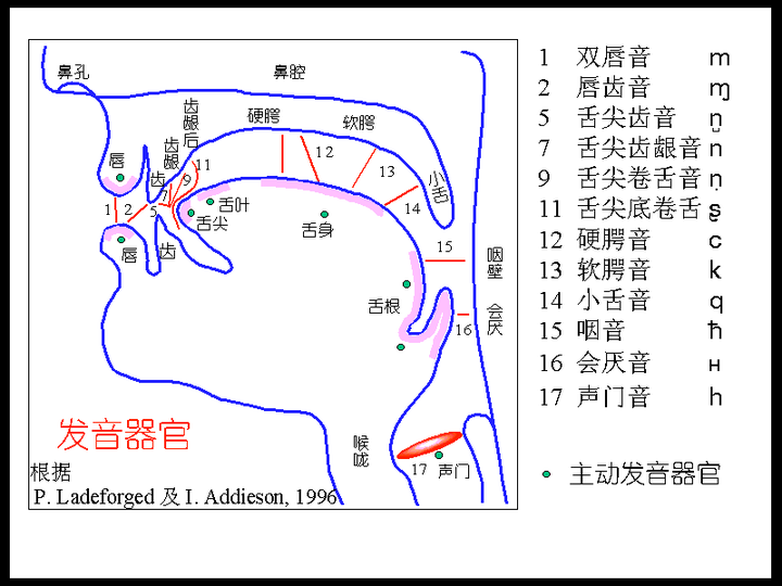 如何发出会厌颤音