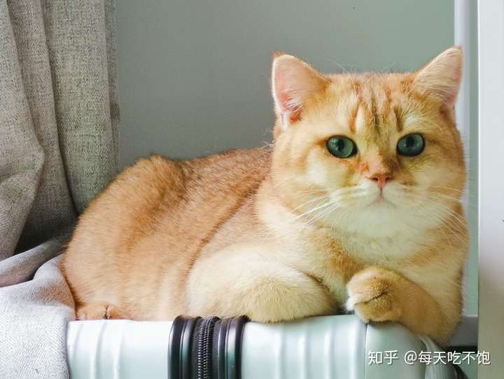 养金渐层是怎样的体验