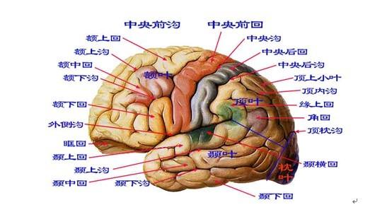 先上一张皮层的图: 图上的中央后回是躯体感觉投射区,中央前回是躯体