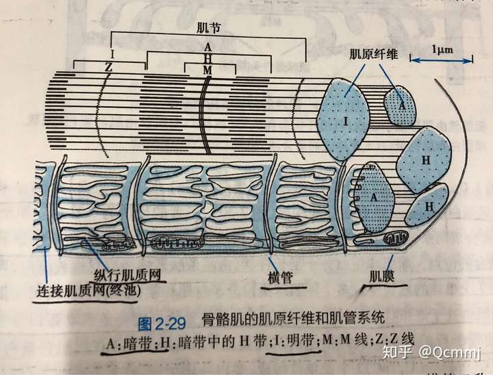 为什么肌丝滑行学说里,肌细胞收缩时暗带长度不变?