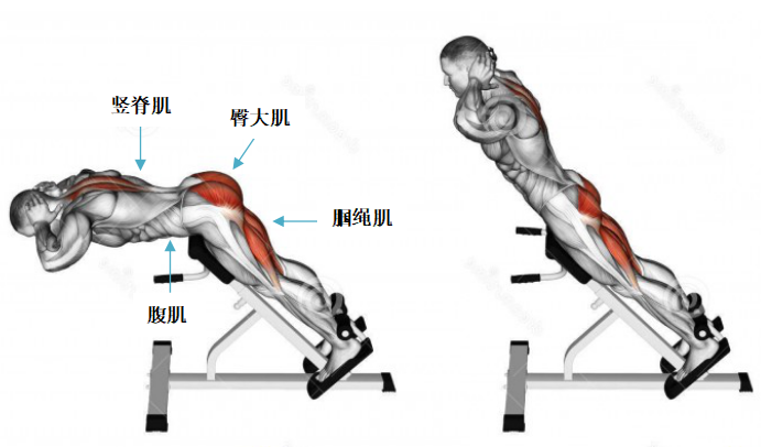 但其实这个动作并非是通过竖脊肌发力而完成的.