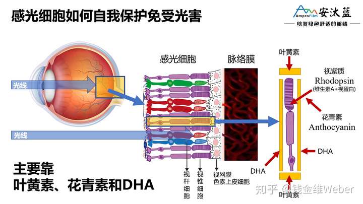 我们来看保护眼睛最重要的感光细胞,都有哪些营养素.