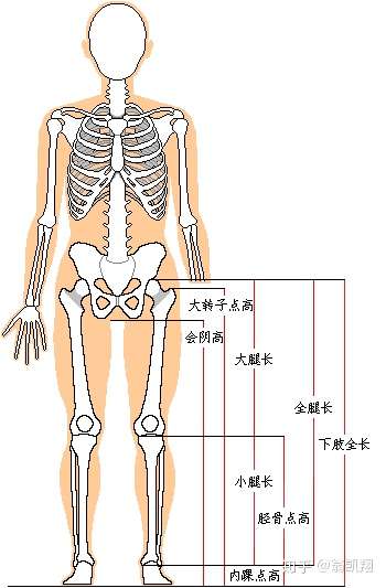 我身高165,可是身材比例55身,腰长腿短,特别是小腿短