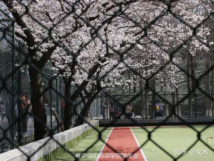 信阳师范学院和洛阳师范学院去哪个学校更好些