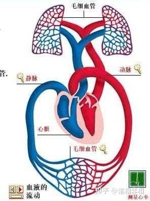 为什么左心衰时不是体循环淤血而是肺循环淤血