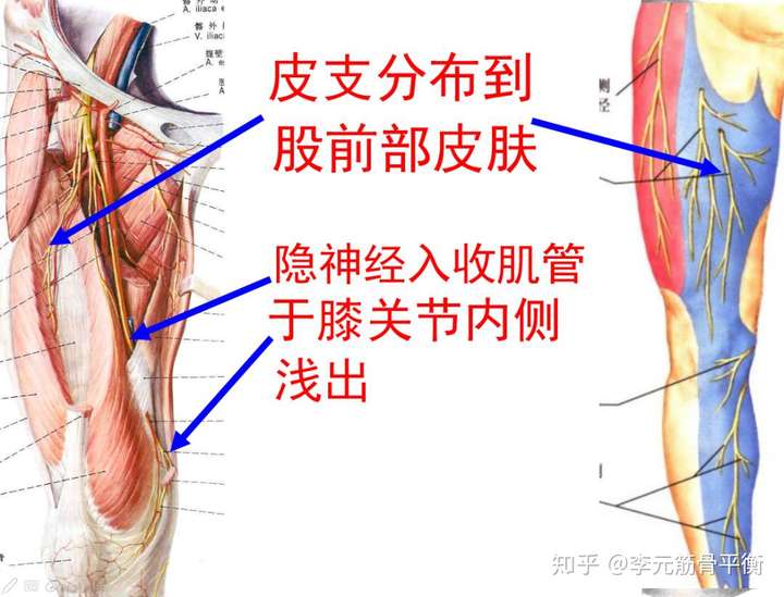 股神经的皮支分布到大腿前侧和外侧