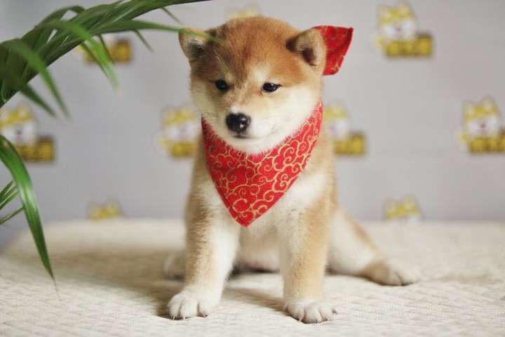 养柴犬是种怎样的体验?