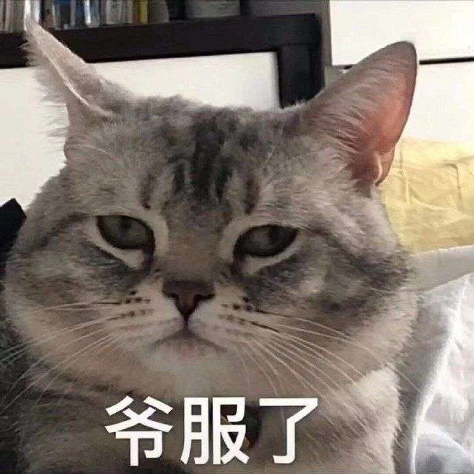 暴躁猫猫专题