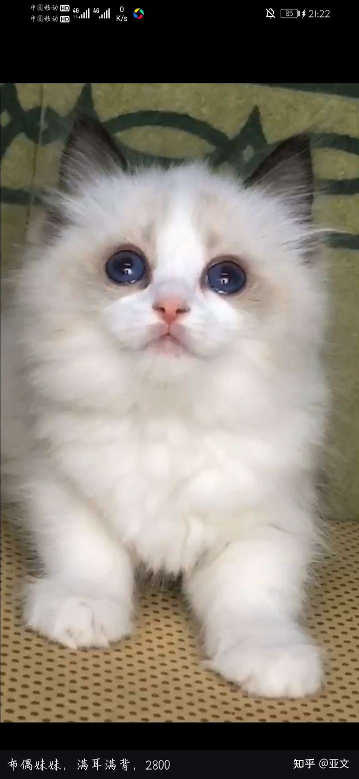 请问,一只幼年布偶猫大概需要多少钱?