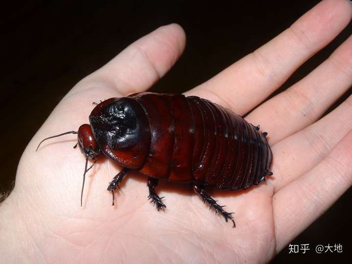 有没有什么很巨大让人很震撼的生物?