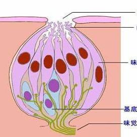 味蕾(taste bud)是脊椎动物的味觉器官,医学名为舌乳头,形同乳头