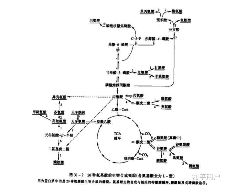 乙酰coa进入柠檬酸循环