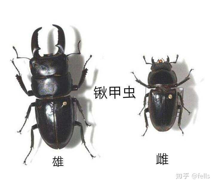 某一种类的雌性锹甲虫