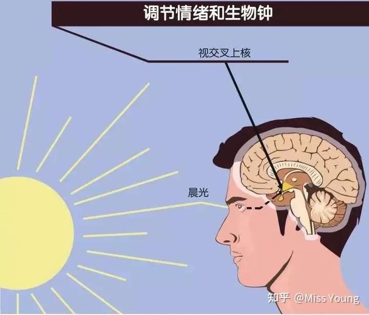 位于下丘脑内的 「视交叉上核」(scn),是大脑的中枢生物钟,它会不断地