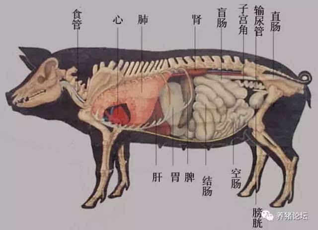 半人马怀孕是在人肚子还是在马肚子?