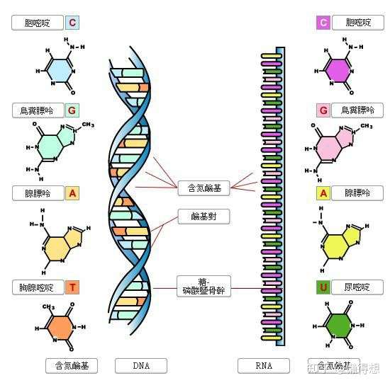 rna指核糖核酸,与dna即脱氧核糖核酸结构相似,不同点在于rna五碳糖的2