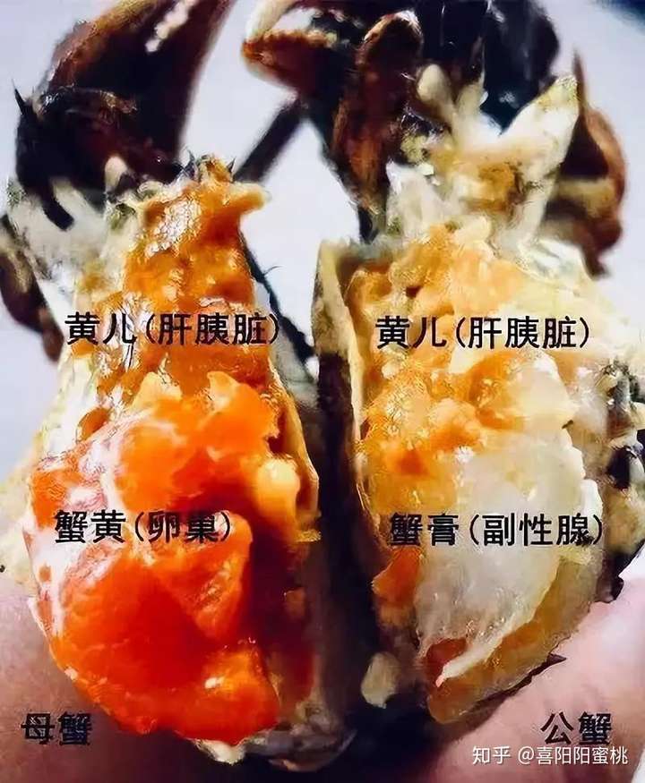 螃蟹的膏和黄有什么区别