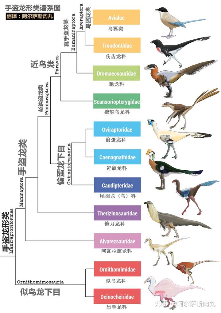 以及翼龙与鸟类存在演化上的关系吗?