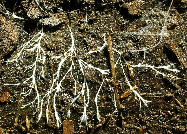 菌丝系统是什么菌丝系统真的像互联网一样在森林土壤下传递信息供养