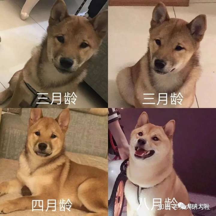 我家柴犬还在尴尬期吗?快8个月了?还是很瘦?