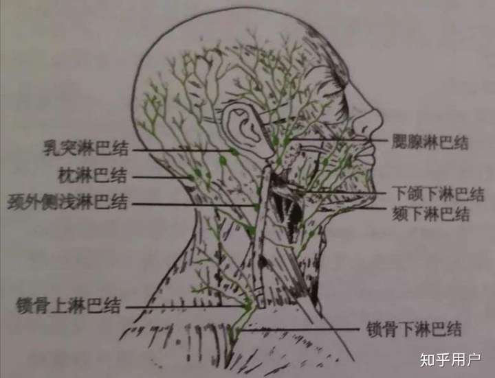 宝宝后脑勺长了四颗淋巴结怎么办?