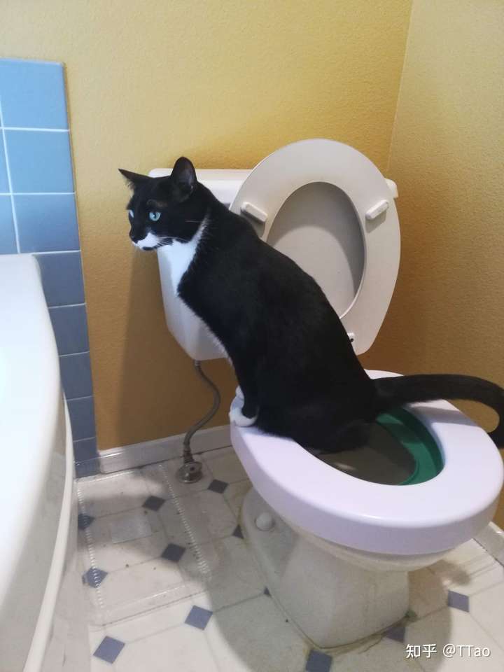 不铲猫屎的后果是什么?
