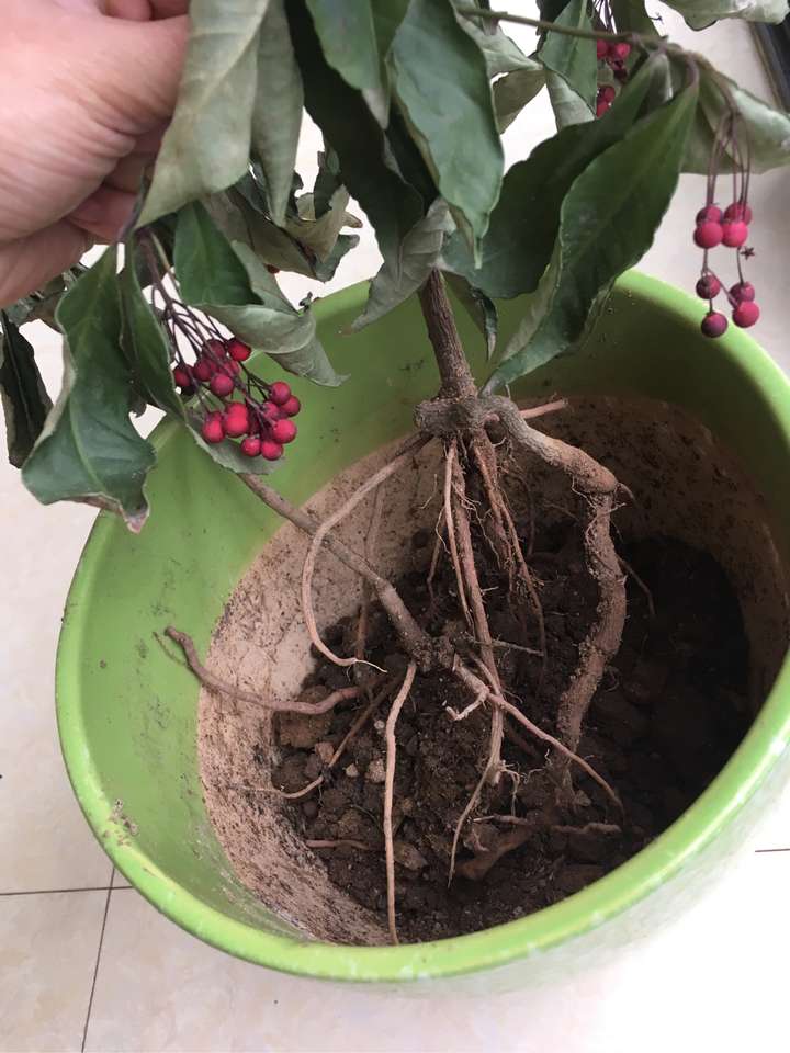 谁来救救我的朱砂根