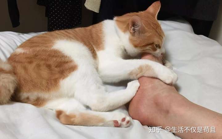 猫咪为什么舔人手脚?