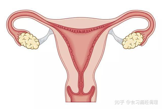 女性子宫,卵巢,输卵管等生殖系统.图片来自网络,侵删.