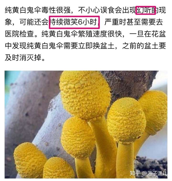 连忙百度 查了一下才知道,这是花盆中最常见的菌类,叫纯黄白鬼伞,并且