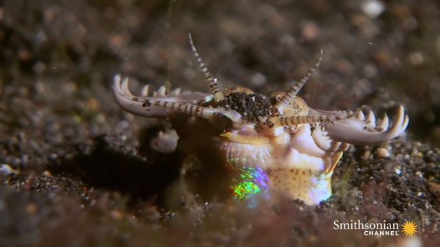 这是一种蠕虫,在海底,叫bobbit worm ,中文名博比特虫 上图只是它露