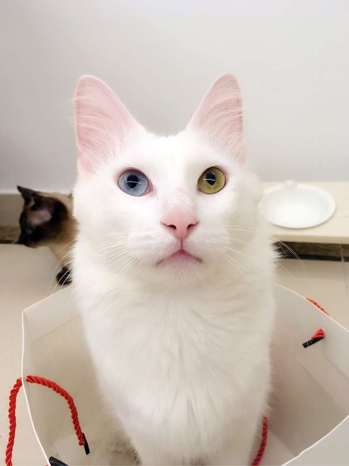 我想养只猫咪.纯白色的.大家有没有推荐.哪个品种比较