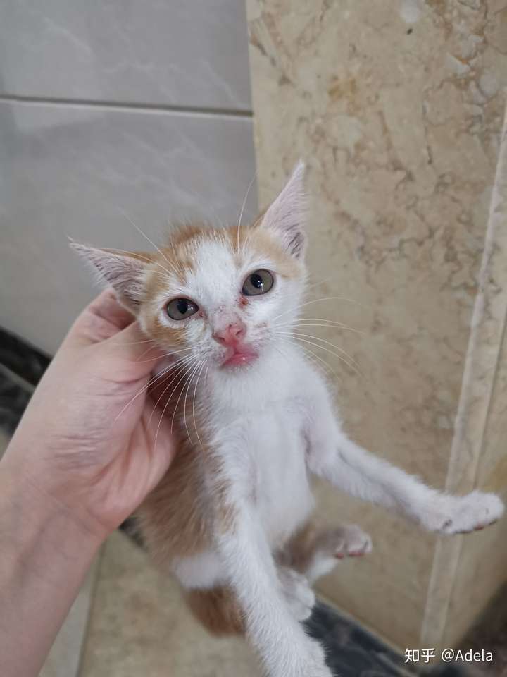 一个月大的小奶猫不爱喝奶怎么办