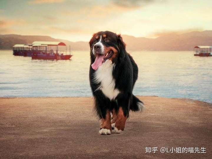 这种狗狗叫伯恩山犬,我觉得挺像的.